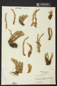Huperzia selago image