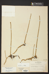 Lycopodiella alopecuroides image