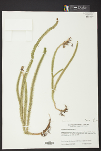 Lycopodiella alopecuroides image