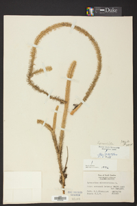 Lycopodiella alopecuroides image