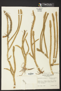 Lycopodiella alopecuroides image