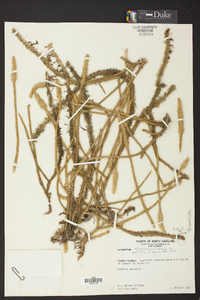 Lycopodiella alopecuroides image