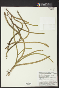 Lycopodiella alopecuroides image