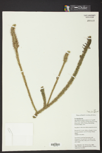 Lycopodiella alopecuroides image