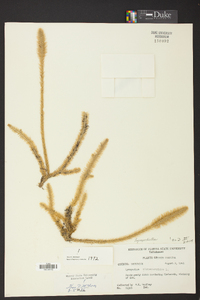 Lycopodiella alopecuroides image