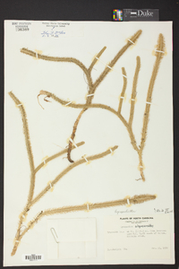 Lycopodiella alopecuroides image