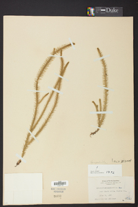 Lycopodiella alopecuroides image