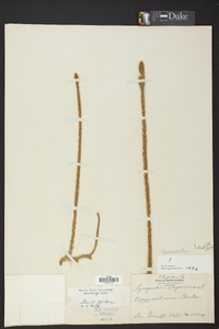 Lycopodiella alopecuroides image