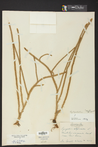 Lycopodiella alopecuroides image