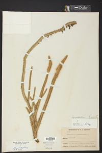 Lycopodiella alopecuroides image