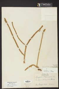 Lycopodiella alopecuroides image