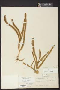 Lycopodiella alopecuroides image