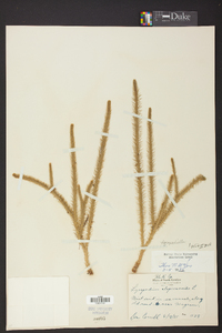 Lycopodiella alopecuroides image