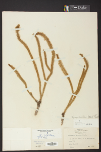 Lycopodiella alopecuroides image