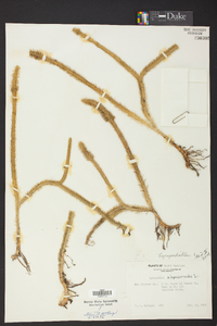 Lycopodiella alopecuroides image