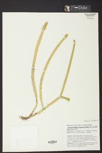 Lycopodiella alopecuroides image