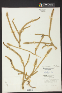 Lycopodiella alopecuroides image