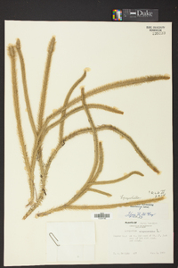 Lycopodiella alopecuroides image