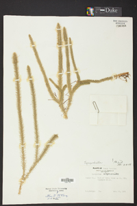 Lycopodiella alopecuroides image