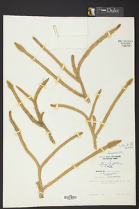 Lycopodiella alopecuroides image