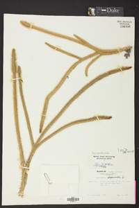 Lycopodiella alopecuroides image