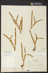 Lycopodiella alopecuroides image