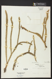 Lycopodiella alopecuroides image