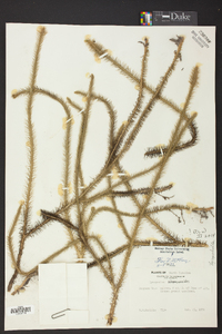 Lycopodiella alopecuroides image