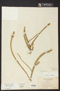 Lycopodiella alopecuroides image