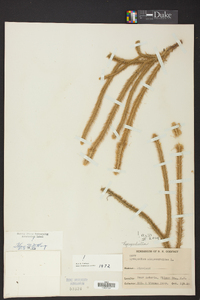 Lycopodiella alopecuroides image