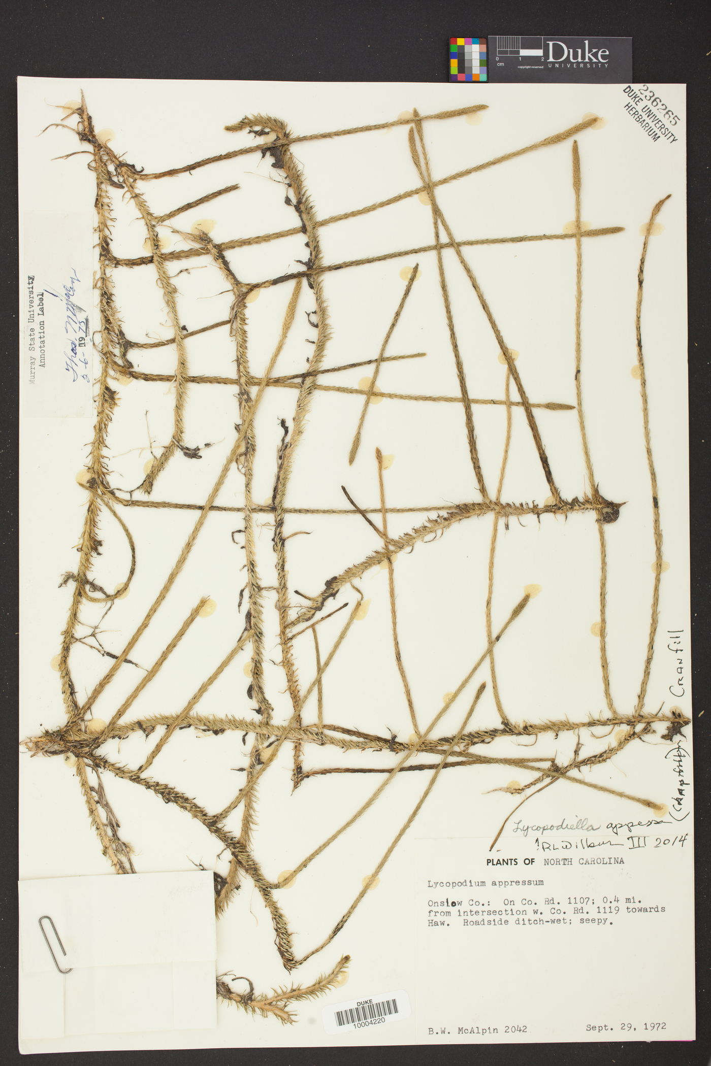 Lycopodiella appressa image