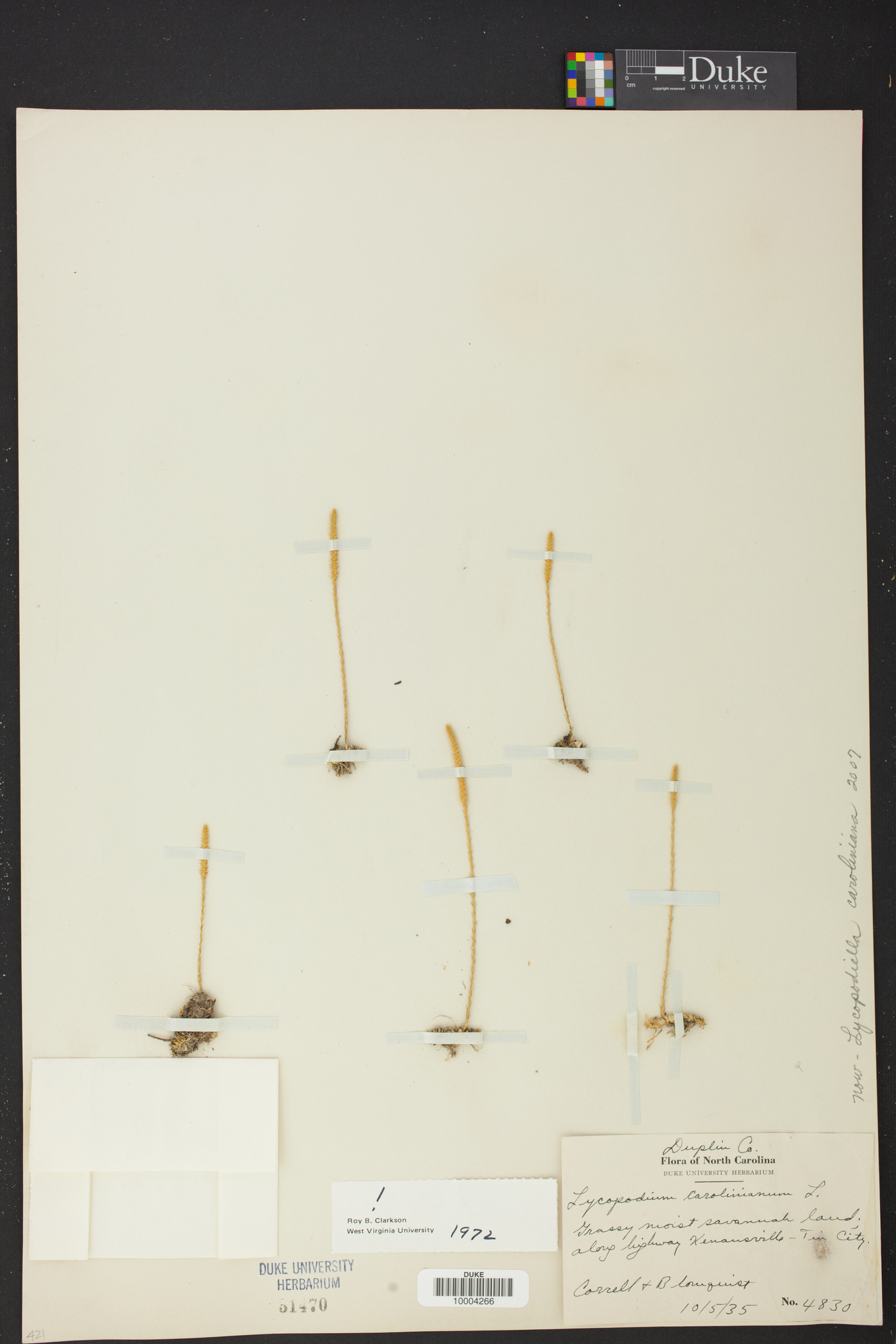 Lycopodiella caroliniana image