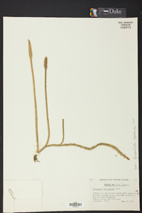 Lycopodiella copelandii image