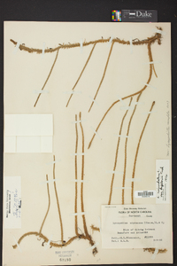 Lycopodiella inundata image