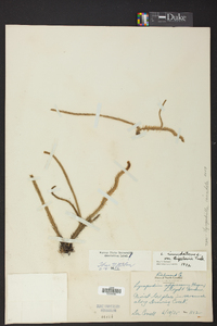 Lycopodiella inundata image