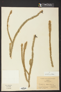 Lycopodiella alopecuroides image