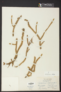 Lycopodiella alopecuroides image