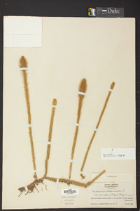 Lycopodiella alopecuroides image