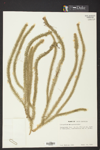 Lycopodiella alopecuroides image