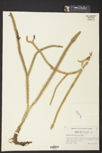 Lycopodiella alopecuroides image