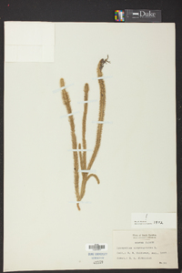 Lycopodiella alopecuroides image