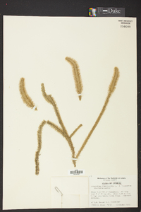 Lycopodiella alopecuroides image