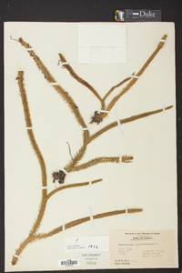 Lycopodiella alopecuroides image