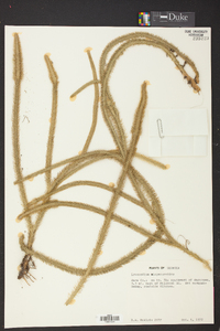 Lycopodiella alopecuroides image