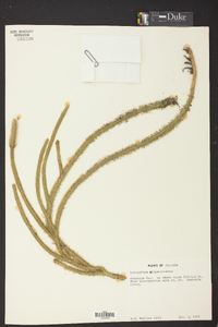 Lycopodiella alopecuroides image