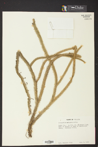 Lycopodiella alopecuroides image