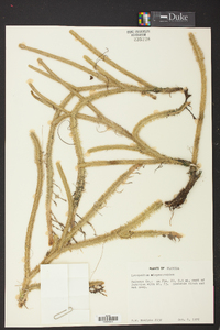 Lycopodiella alopecuroides image