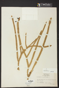 Lycopodiella alopecuroides image