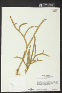 Lycopodiella alopecuroides image