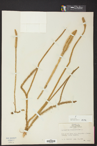 Lycopodiella alopecuroides image